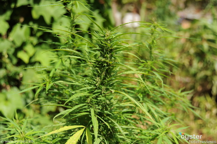 Marijuana in Jamaica