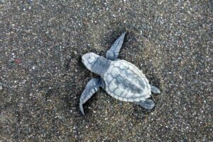 Time your visit to see nesting seat turtles – or their baby hatchlings