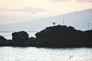 Visitors to Maui should be sure to catch the nightly ceremonial cliff dive off of Black Rock on Kaanapali Beach.