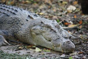 Saltwater (estuarine) crocodile image courtesy of Jan Smith via Flickr