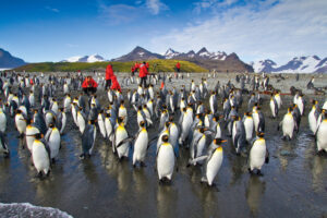 Courtesy of Lindblad Expeditions