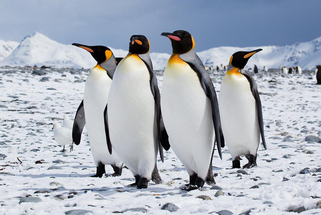 Emperor penguins in Antarctica. Courtesy of Flickr/Antarctica Bound