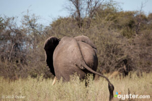 An elephant's behind at the &Beyond Nxabega Okavango Tented Camp; Botswana