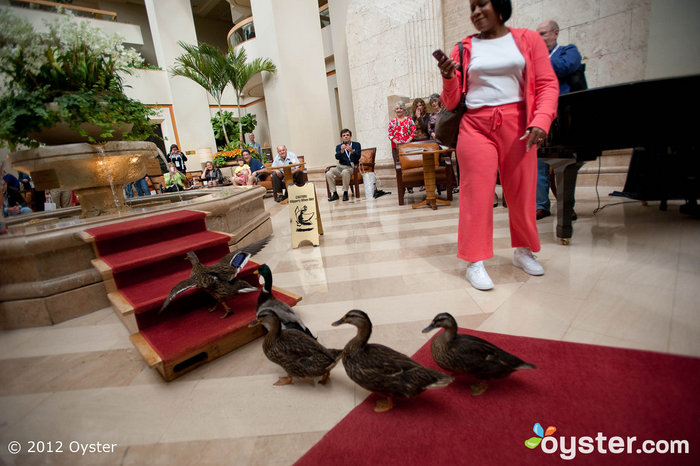Duck March in The Lobby of The Peabody Orlando