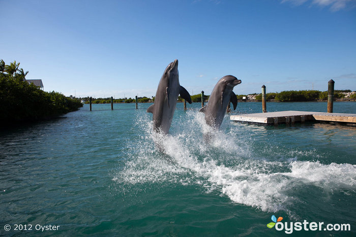 Dolphin Connection at the Hawks Cay Resort