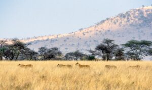 Serengeti Africa Lions