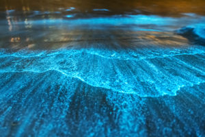 Bioluminescent waves in Jervis Bay, Australia